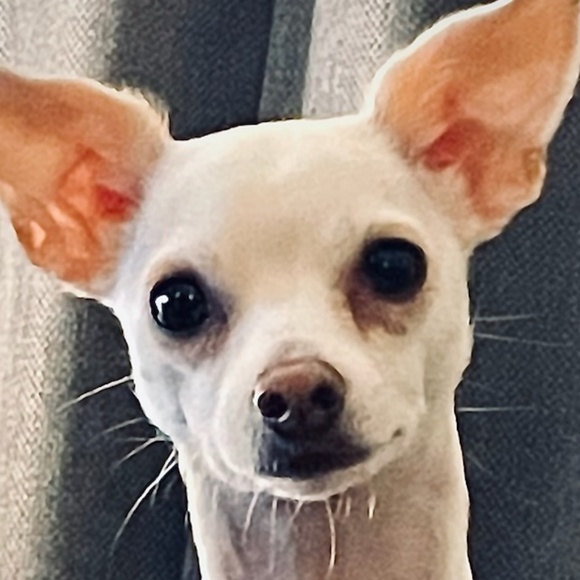 Meet your Posher, Chantal - Picture 1 of 1